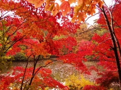 森林植物園の紅葉６