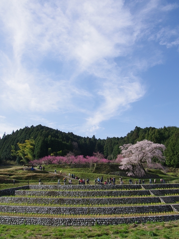又兵衛桜４