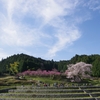 又兵衛桜４