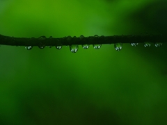 水滴の整列