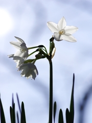 冬の花３（ペーパーホワイト１）