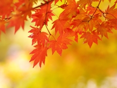 森林植物園の紅葉９