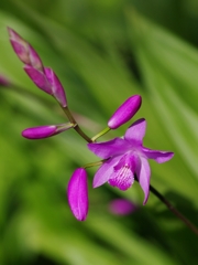 紫蘭（シラン）