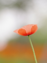 長実雛芥子背景色々２