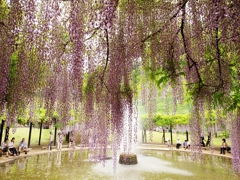 大町藤公園の藤３