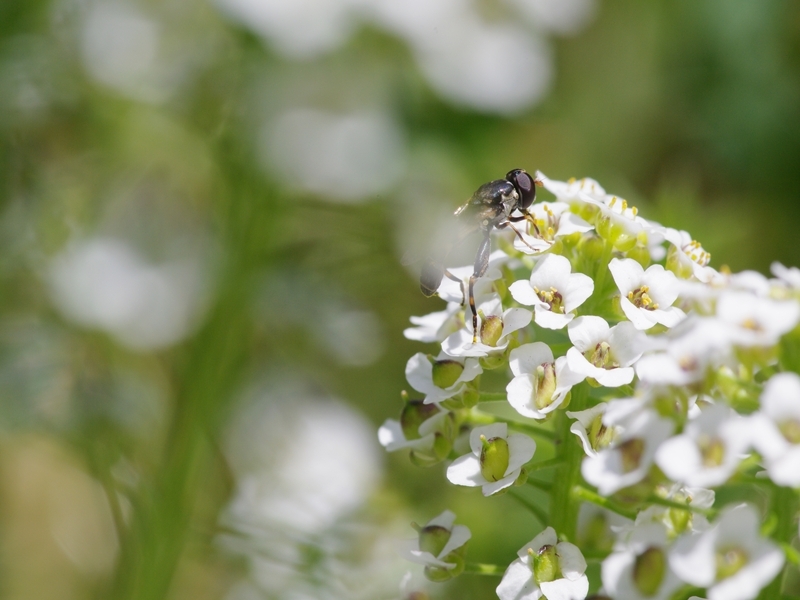 花いろ色３（ホワイト）