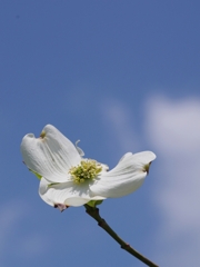 花水木（ハナミズキ）６