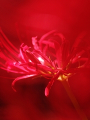 彼岸花（ヒガンバナ）４