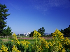 秋桜（コスモス）７