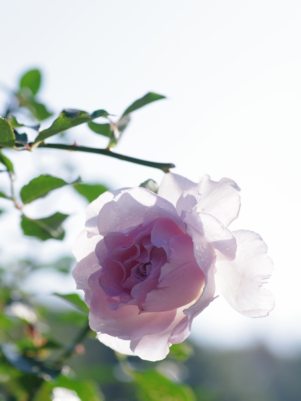神戸須磨離宮公園のバラ１