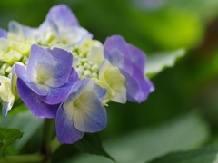 紫陽花（アジサイ）１１
