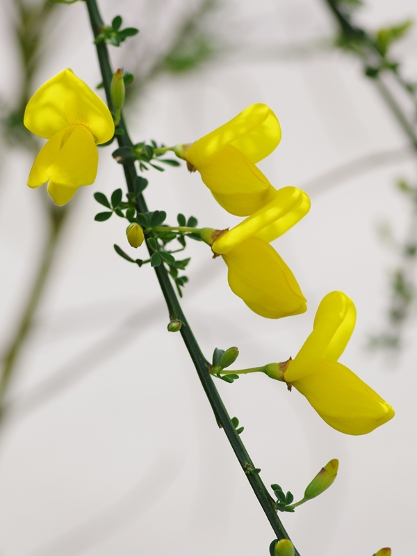 金雀枝（エニシダ）２