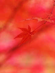 森林植物園の紅葉７