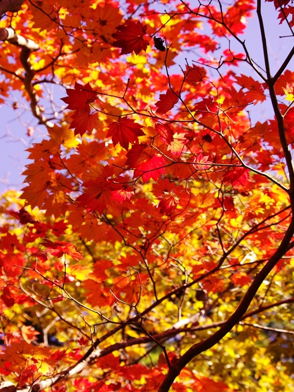 瑞宝寺公園の紅葉５