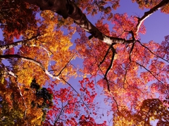 瑞宝寺公園の紅葉１