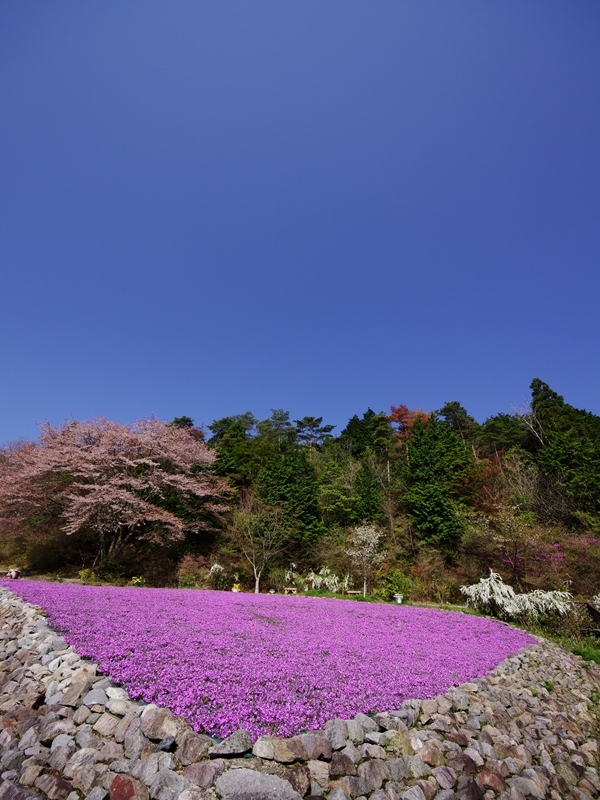花のじゅうたん１