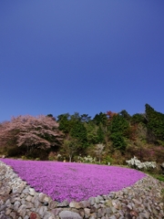 花のじゅうたん１