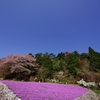 花のじゅうたん１