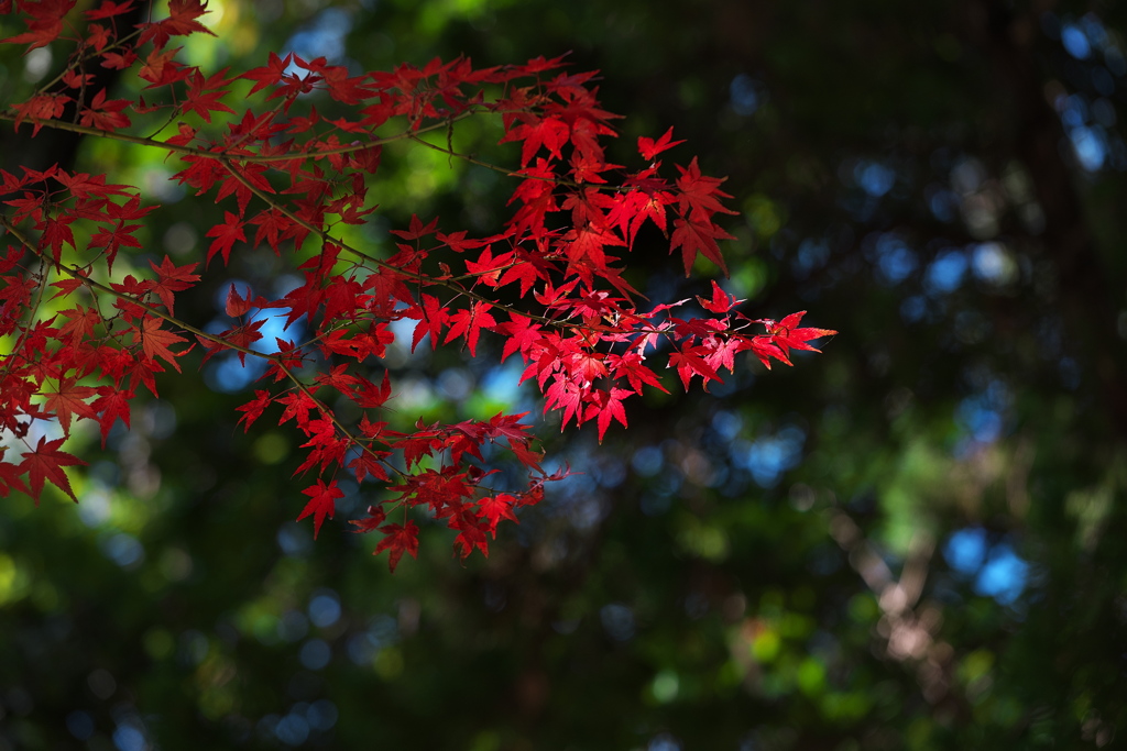 紅葉（モミジ）の紅葉２