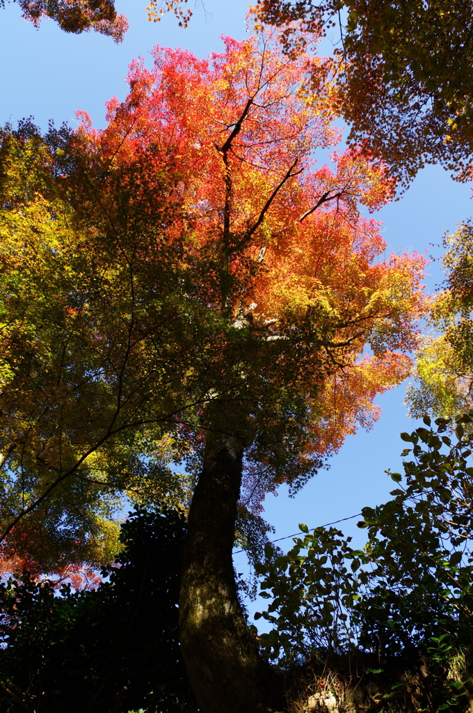 紅葉を求めて１（談山神社１）
