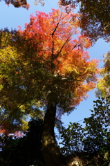 紅葉を求めて１（談山神社１）