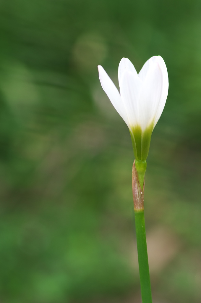 空き地で見つけた野草花２（玉簾）