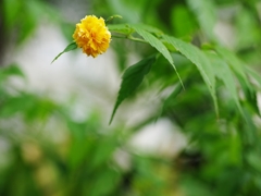 夏の花々８（山吹１）