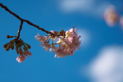 公園の正月桜１