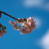 公園の正月桜１