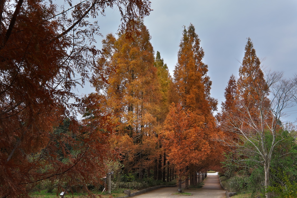 神戸市立森林植物園のメタセコイア並木１