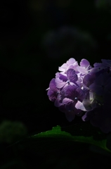 西洋紫陽花（セイヨウアジサイ）２