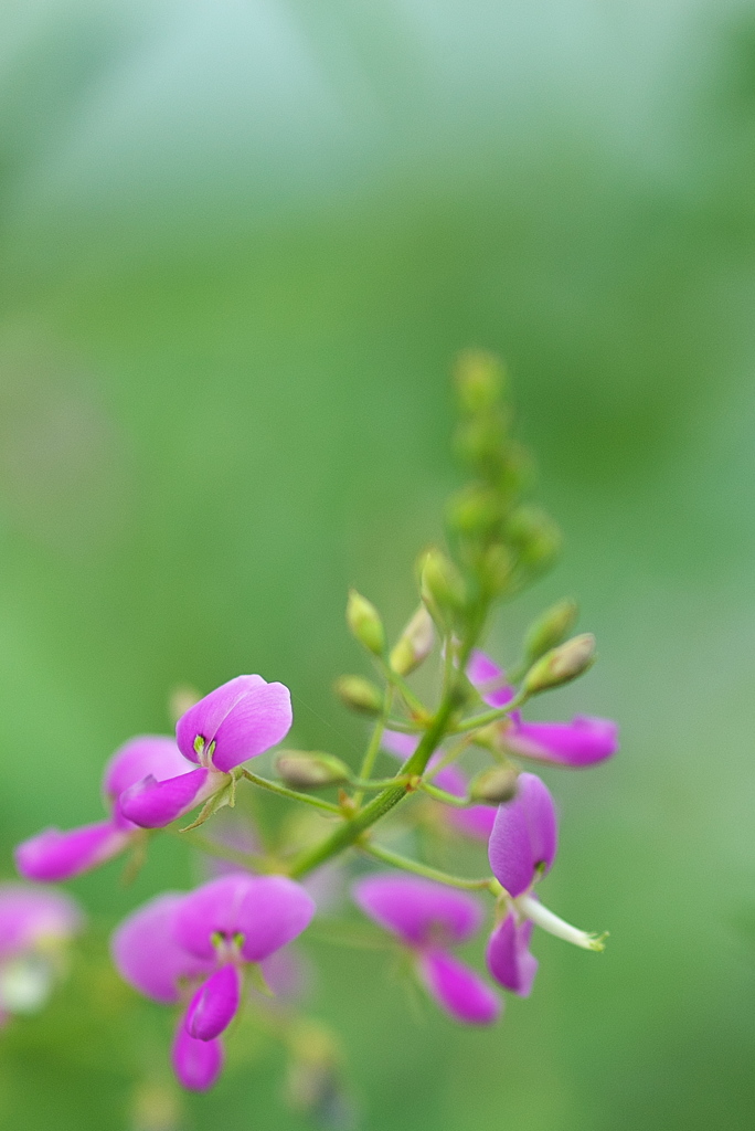 路傍に咲く野草花（アレチヌスビトハギ）