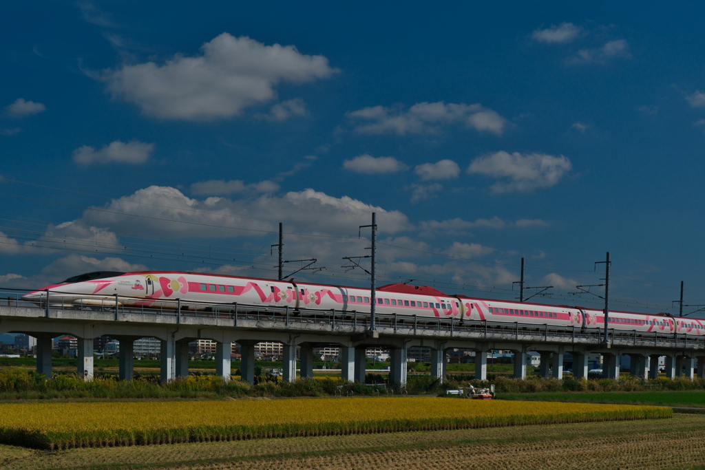 稲刈りとハローキティ
