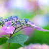 紫陽花（アジサイ）三昧２