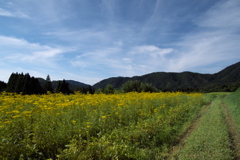 嵯峨越畑の女郎花（オミナエシ）２