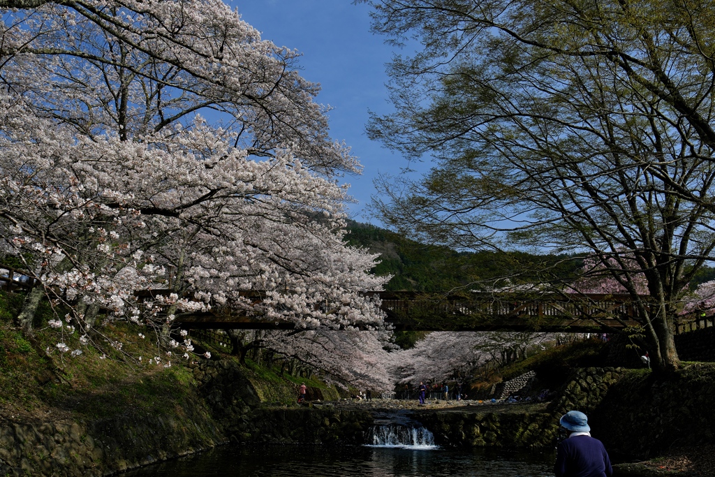 和らぎの道のふれあい橋２