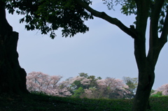 彦根城の桜２