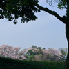 彦根城の桜２