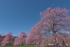 鈴鹿の森庭園のしだれ梅２
