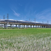 青空と田圃と５００系