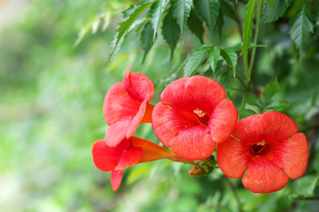 アメリカ凌霄花（ノウゼンカズラ）