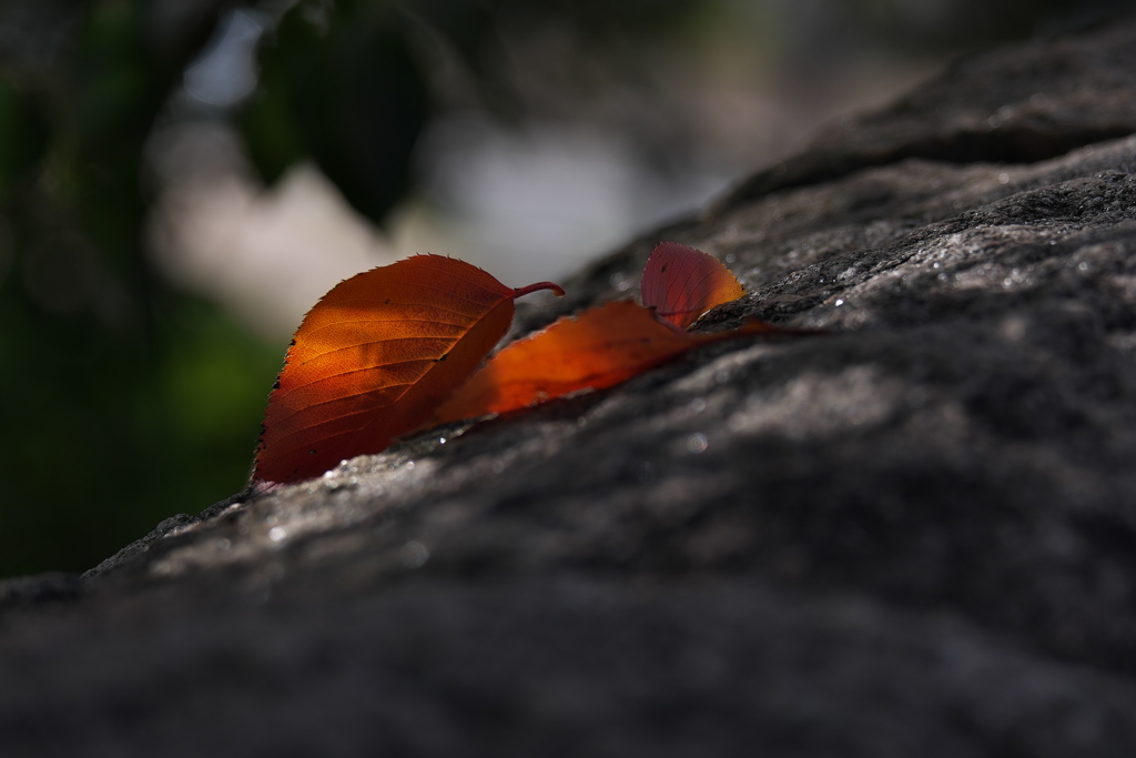 桜葉の落ち葉