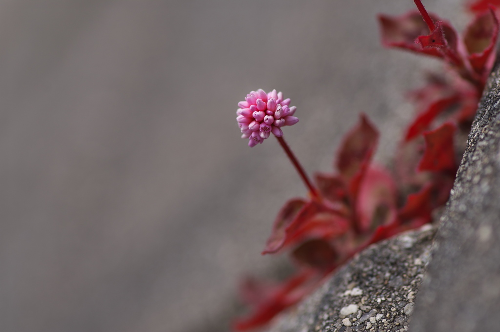 石垣に咲く姫蔓蕎麦（ヒメツルソバ）