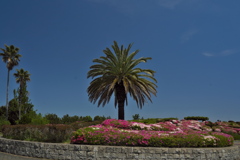明石海浜公園の平戸躑躅（ヒラドッツツジ）２