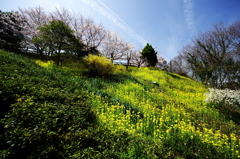 金ヶ崎公園の桜と菜の花