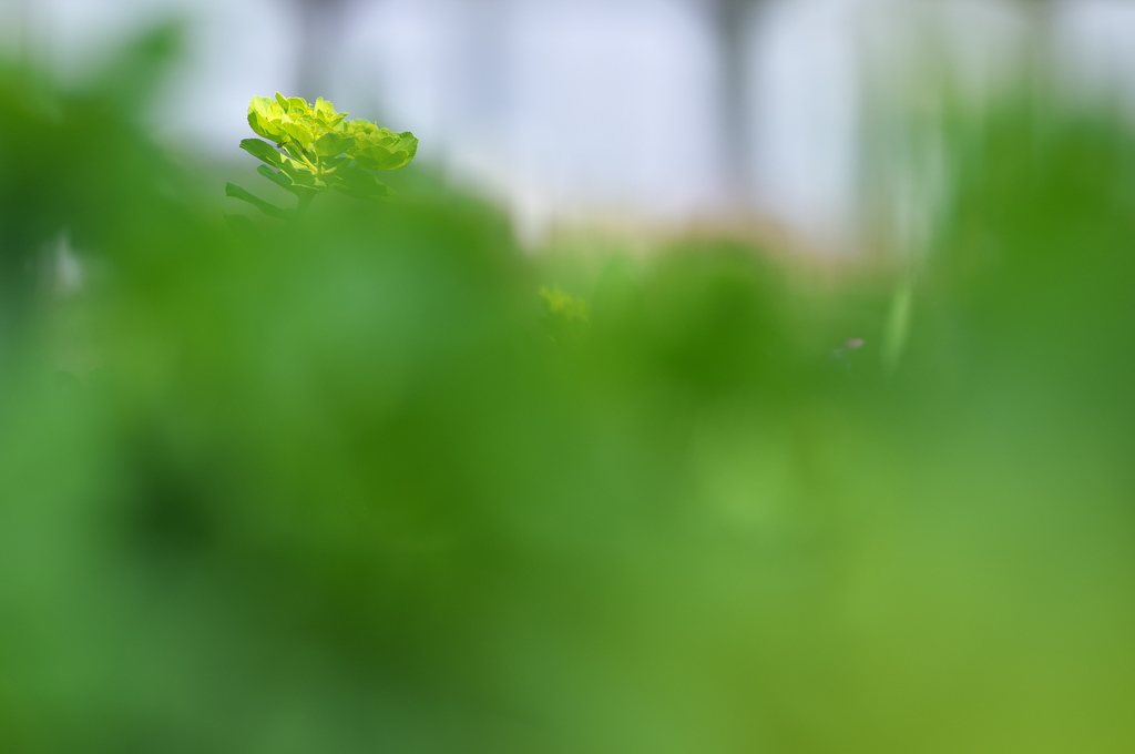早春の野草花６（トウダイグサ）