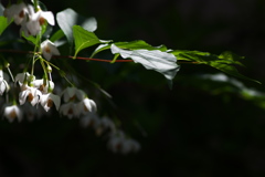 街角に咲く野茉莉（エゴノキ）