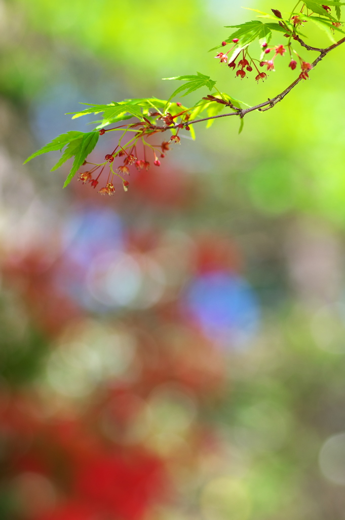 金ヶ崎公園に咲く伊呂波紅葉（イロハモミジ１）