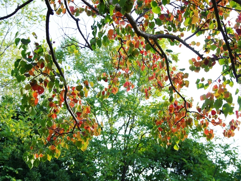 深まりゆく秋５（南京櫨の紅葉）