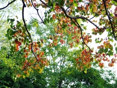 深まりゆく秋５（南京櫨の紅葉）